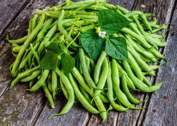 French Beans Cultivation