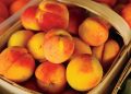 Peach Farming