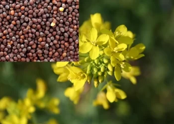 Mustard Green Farming in India with Core Information