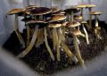 Canada approves the use of psychedelic magic mushrooms to treat mental illness