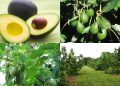 Commercial Avocados Cultivation in India Guidelines
