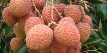 Litchi Fruit Farming in India with Complete Information
