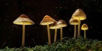Magic Mushrooms - Main Substances