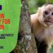 capuchin monkey for adoption