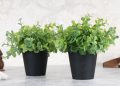 artificial plants online in india