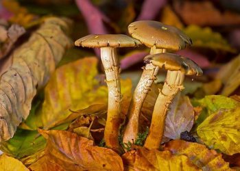Penis envy mushrooms in woods