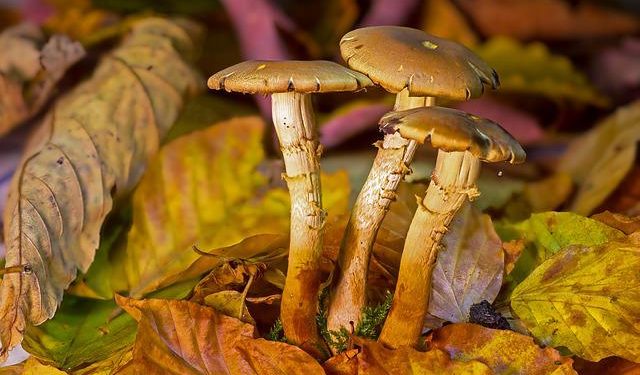 Penis envy mushrooms in woods