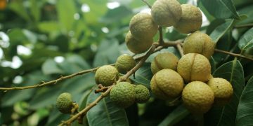 Longan Farming in India with Complete Guidelines
