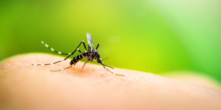 Ways To Protect Yourself From Mosquito Bites