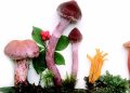 buy magic mushrooms canada