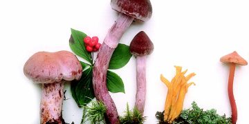 buy magic mushrooms canada