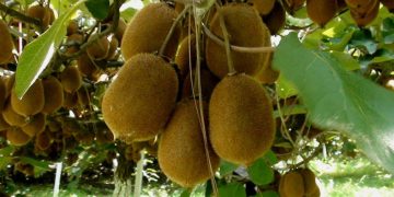 Kiwi Cultivation in India