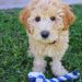 Mini Labradoodle Puppies for Sale