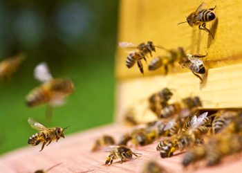 best bees pest control near me