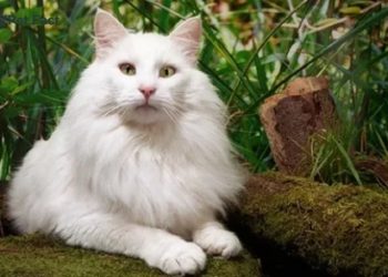 Fluffy Cat Breeds