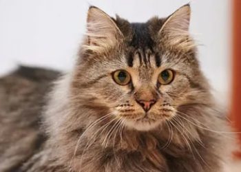 Fluffy Cat Breeds