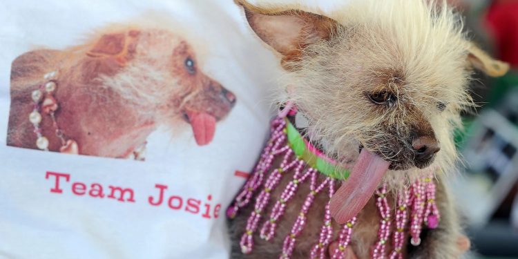 peanut the ugliest dog in the world