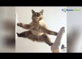 funny cat videos youtube