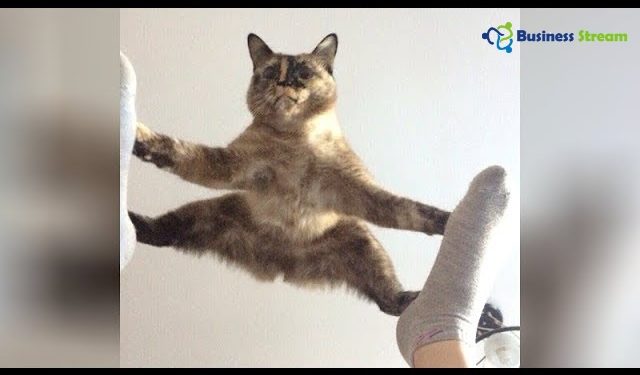 funny cat videos youtube